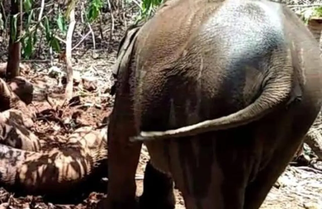  ଚିକିତ୍ସାଧୀନ ମାଈହାତୀ ମୃତ