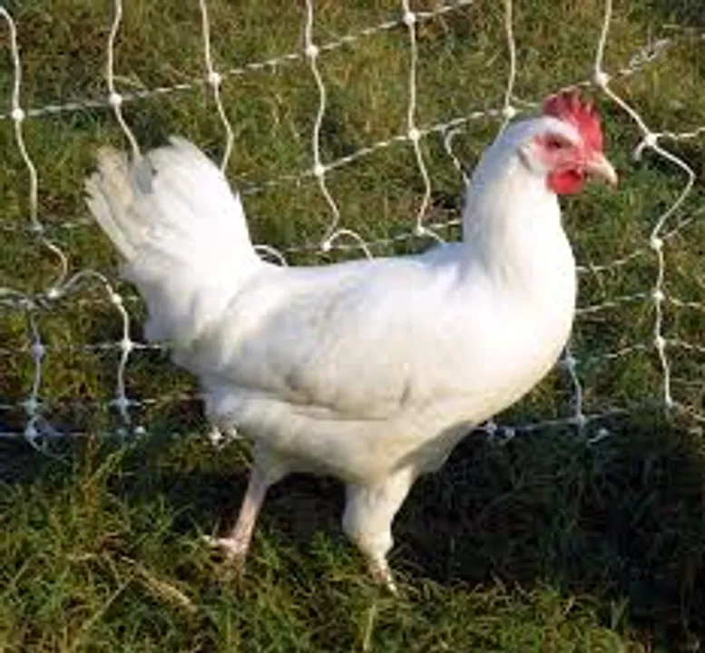  efowl.com
 