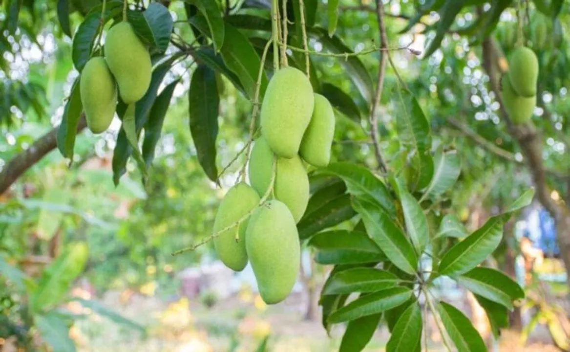  Krishi Jagran 