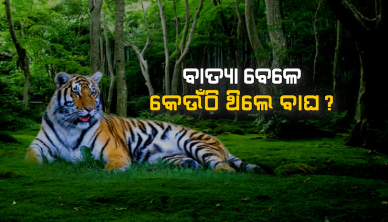  ବାତ୍ୟା ପୂର୍ବରୁ ବାଘକୁ ମିଳିଥିଲା ‘ଫନି’ର ଆଭାସ! ଏମିତି ଥିଲା ଜଙ୍ଗଲୀ ପ୍ରାଣୀଙ୍କ ଆଚରଣ