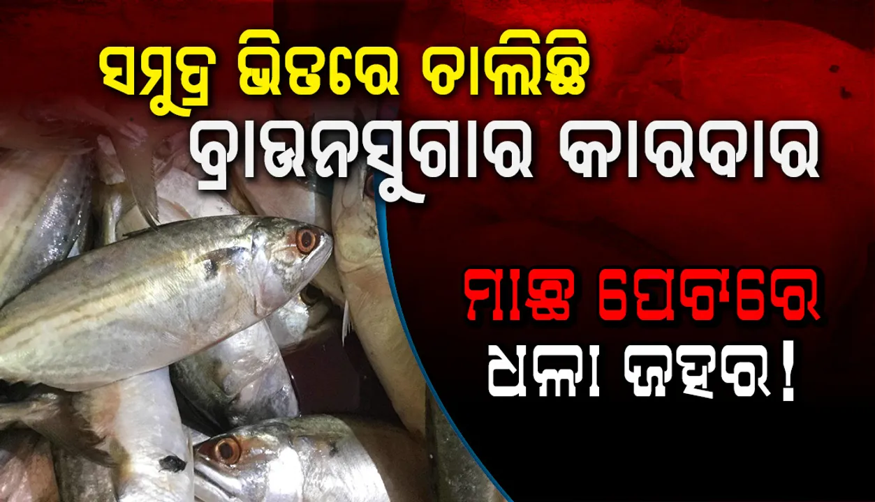  ମାଛ ପେଟରେ ଧଳା ଜହର! : ବାଲେଶ୍ବରରୁ ବାଂଲାଦେଶ ଲମ୍ବିଛି ଚେର, ସମୁଦ୍ର ଭିତରେ ଚାଲିଛି ବ୍ରା‌ଉନସୁଗାର କାରବାର