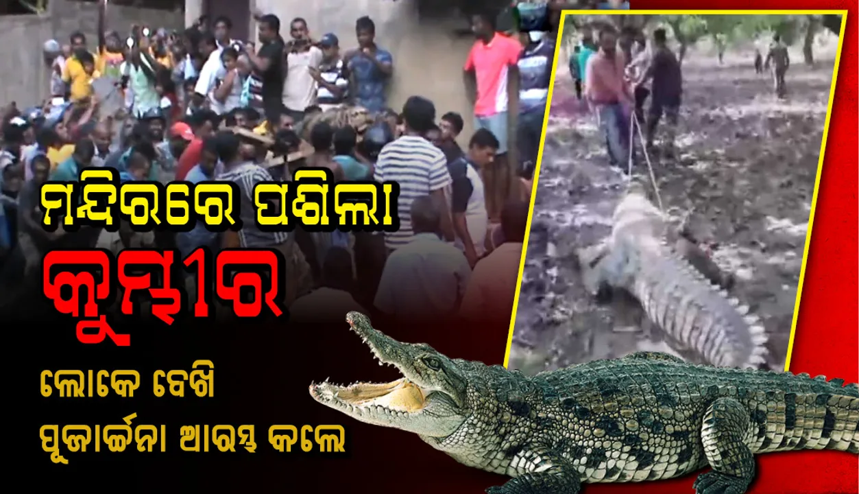  ମନ୍ଦିରରେ ପଶିଲା କୁମ୍ଭୀର, ଶୁଭ ଲକ୍ଷଣ କହି ଲୋକେ ପୂଜାର୍ଚ୍ଚନା କରିବାରୁ ଉଦ୍ଧାର ଅଭିଯାନ ବିଳମ୍ବ