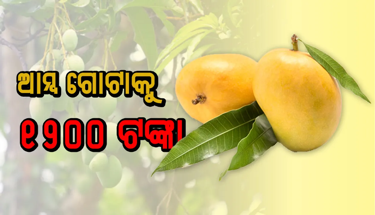  ଆମ୍ବ ଗୋଟାକୁ ୧୨୦୦ ଟଙ୍କା