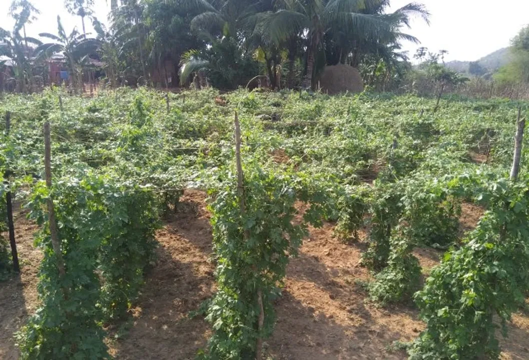  ମଦ ରନ୍ଧା ଛାଡ଼ିଲେ ନୁଣିଗୁଣ୍ତି ଆଦିବାସୀ, ପଥୁରିଆ ମାଟିରେ ସୁନା ଫଳାଉଛନ୍ତି