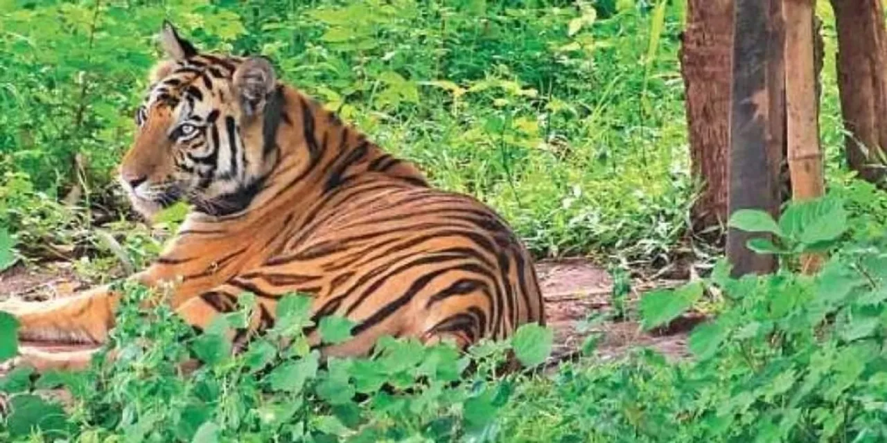  ସୁନ୍ଦରୀର ଠିକଣା ସାତକୋଶିଆର ସ୍ୱତନ୍ତ୍ର ଏନକ୍ଲୋଜର