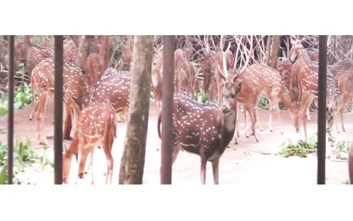  ନନ୍ଦନକାନନ ଖବର: ବଂଶବୃଦ୍ଧି ସମସ୍ୟା ଅଣାୟତ୍ତ, ସ୍ଥାନାନ୍ତର ହେବେ ହରିଣ ଓ କୁଟୁରା