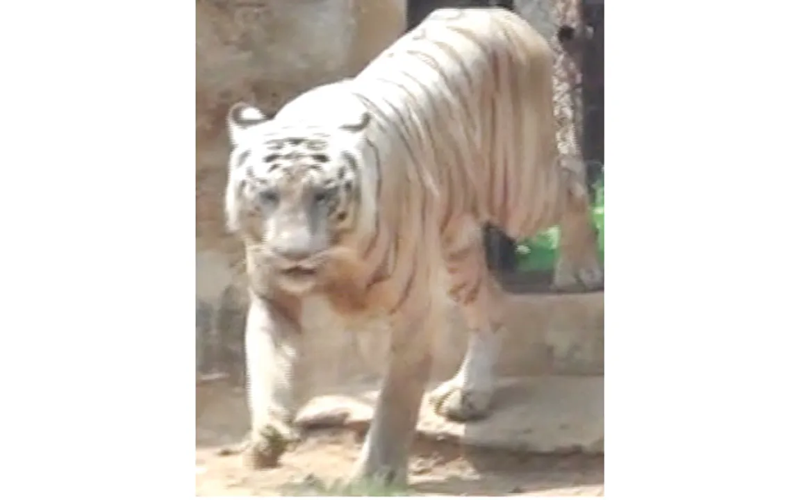  ଆସିଲା ସମ୍ରାଟର ଏକ୍ସ-ରେ’ ରିପୋର୍ଟ: ଆର୍ଥ୍ରାଇଟିସ୍‌ରେ ଆକ୍ରାନ୍ତ, ଘୋରି ହୋଇଛି ହାଡ଼