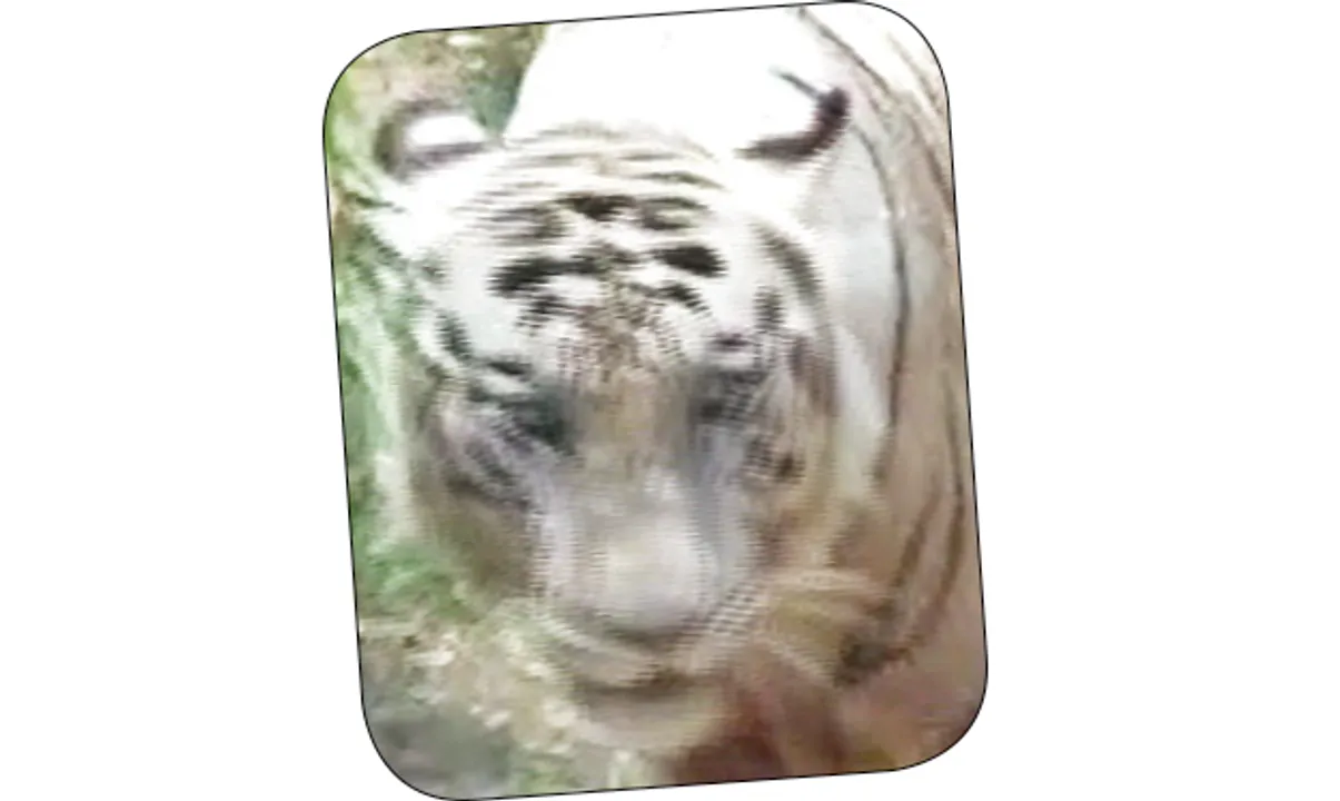  ଏକ୍ସ-ରେ’ ହେଲା ସମ୍ରାଟର ଗୋଡ଼