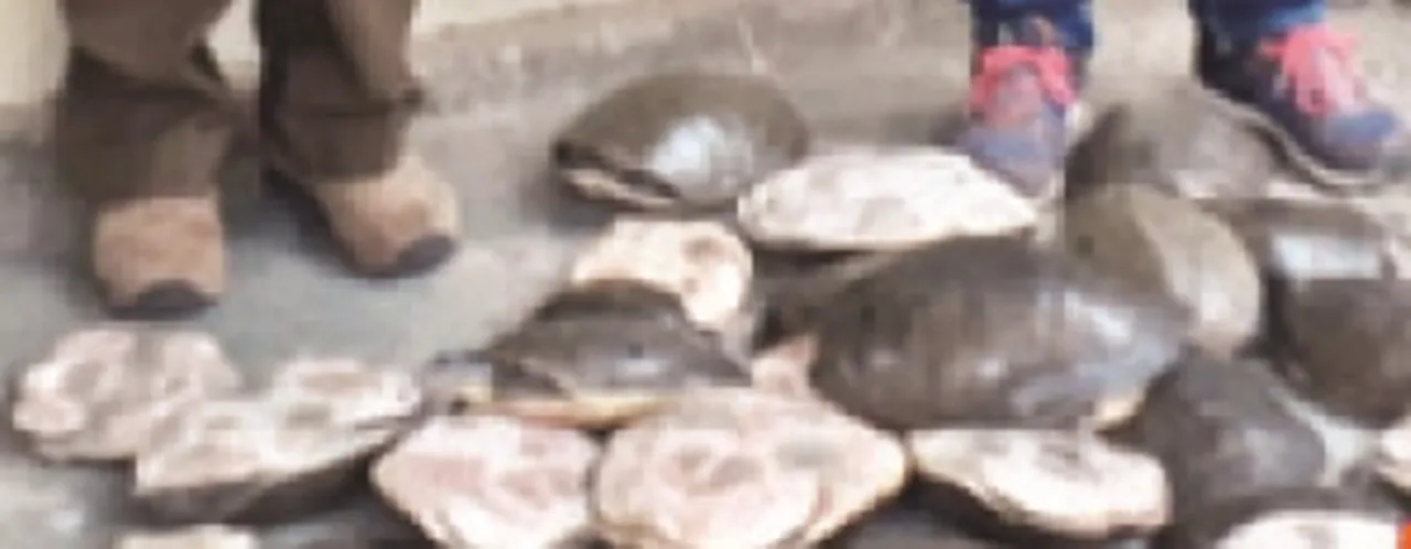  ମୋଟୁ ବନ ବିଭାଗ ପକ୍ଷରୁ ୭୦ କଇଁଛ ଜବତ