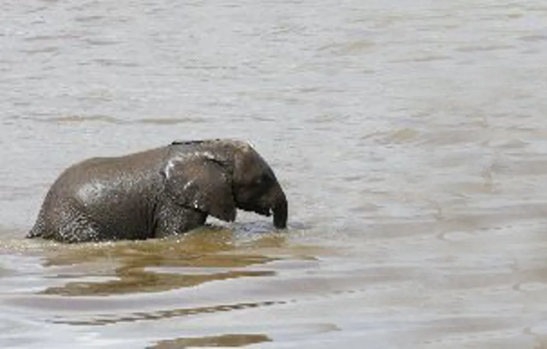  Elephant Facts and Information 