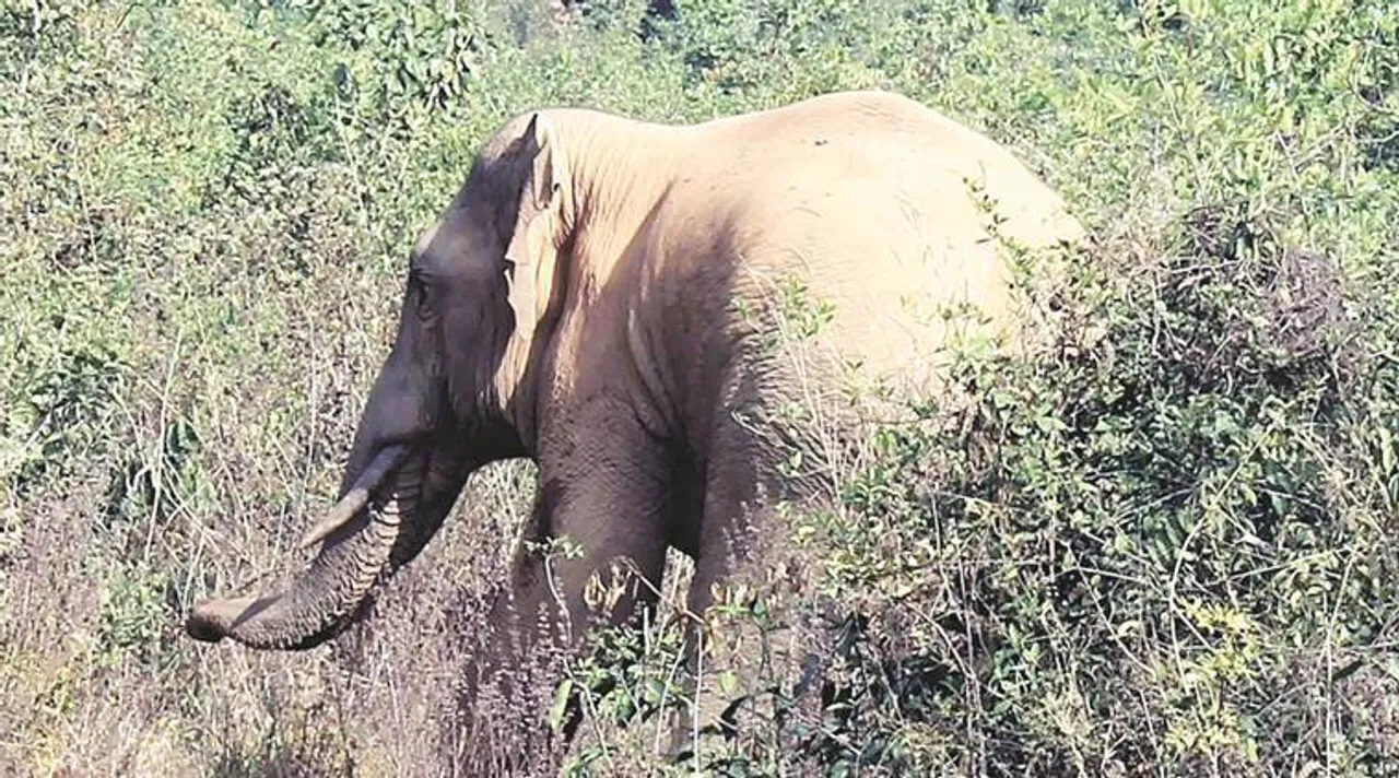  ନାକଟିଦେଉଳ : ଚିକିତ୍ସା ମିଳିଲାନି, ହାତୀ ମୃତ