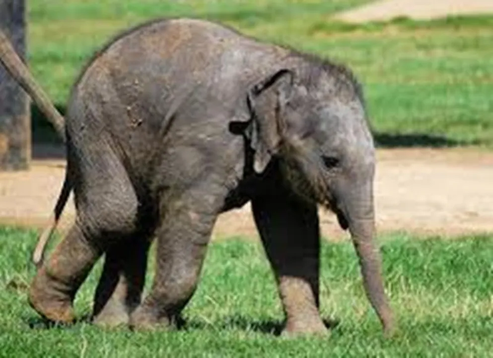  ZooBorns 
