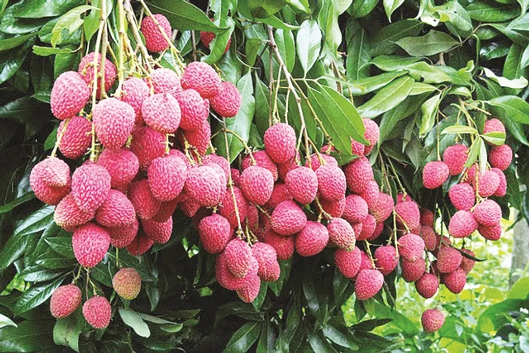  ବଜାରରୁ ଲିଚୁ ଉଭାନ୍, ଖାଲି ହାତରେ ଫେରିଲେ ଖାଦ୍ୟ ସୁରକ୍ଷା ଅଧିକାରୀ