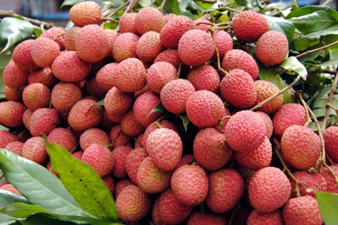  ଘାତକ ସାଜୁଛି ଲିଚୁରେ ମାତ୍ରାଧିକ କୀଟନାଶକ ବ୍ୟବହାର, ରାଜ୍ୟ ସରକାର ବିଷାକ୍ତ ଲିଚୁକୁ ବିକ୍ରି ପାଇଁ ଅନୁମତି ଦେବେ କି?