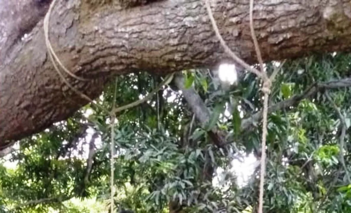  ଅବୈଧ ପ୍ରେମ: ଆମ୍ବଗଛରେ ଫାଶୀ ଦେଇ ଜୀବନ ହାରିଲେ ବିବାହିତ ପ୍ରେମିକ-ପ୍ରେମିକା