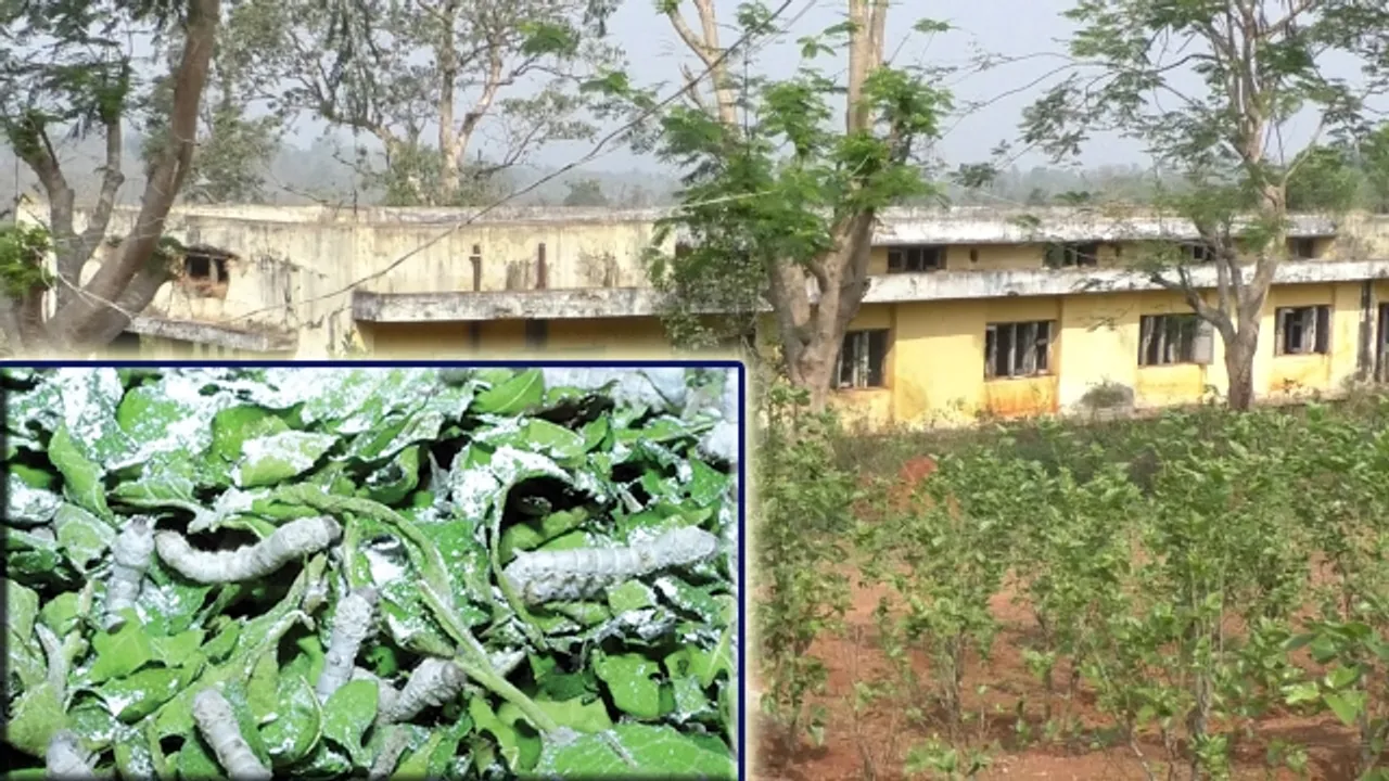  କେନ୍ଦ୍ରର ପ୍ରୋତ୍ସାହନ ନାହିଁ, ବନ୍ଦ ହେବ ରେଶମ ବିକାଶ କେନ୍ଦ୍ର!