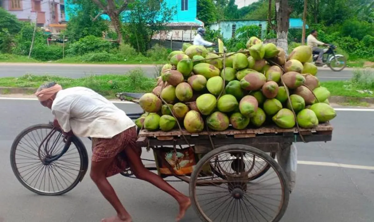  ପେଟ ପୋଷିବା ପାଇଁ ବାର୍ଦ୍ଧକ୍ୟରେ ପରିଶ୍ରମ। (ଫଟୋ: ମନୋଜ, ବାଲେଶ୍ୱର)