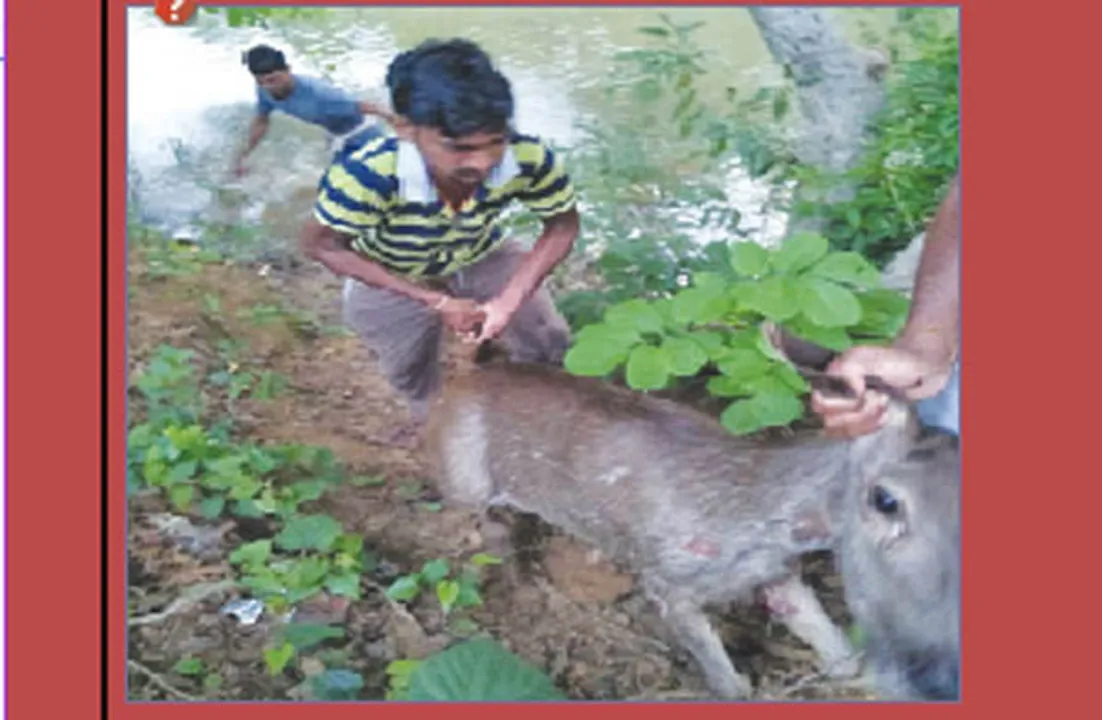  କୁକୁର ହାବୁଡ଼ରୁ ସମ୍ବର ଉଦ୍ଧାର