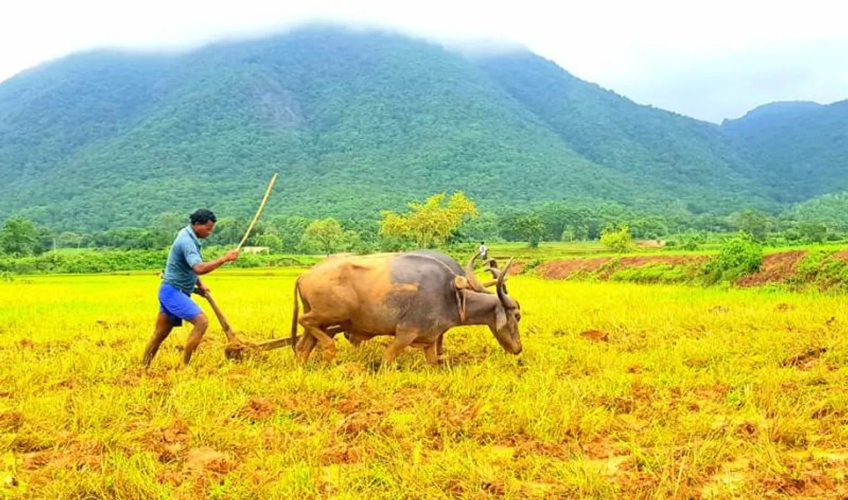  ଜୟପୁରରେ ମୌସୁମୀର ଆଗମନ, ହଳ ଲଂଗଳ ସହ ଚଷା ପୁଅ। (ଫଟୋ: ତରୁଣ)