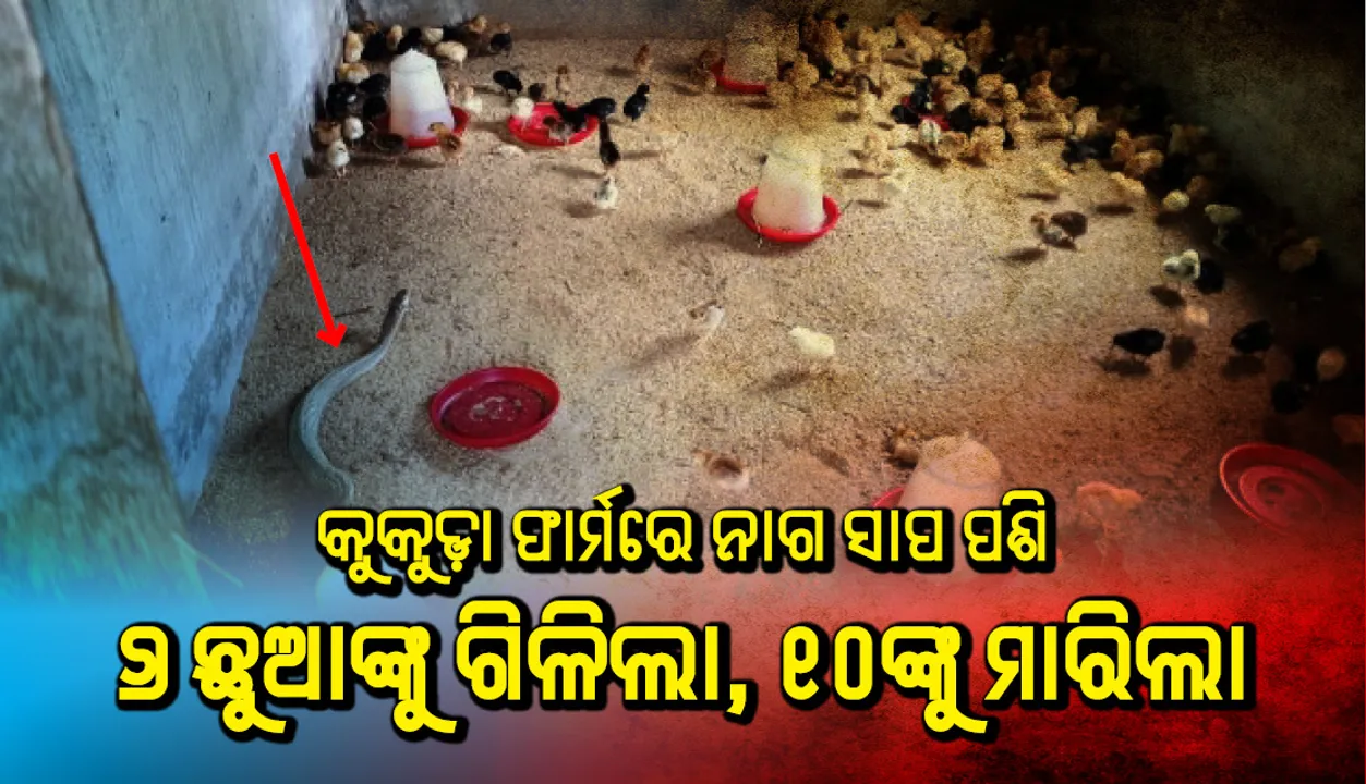  କୁକୁଡ଼ା ଫାର୍ମରେ ନାଗ : ୬ ଛୁଆଙ୍କୁ ଗିଳିଲା, ୧୦ଙ୍କୁ ମାରିଲା