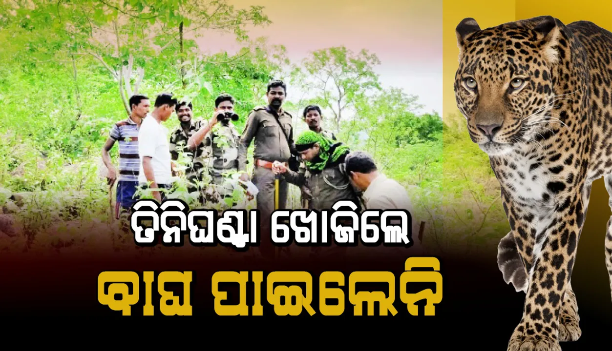  ତିନିଘଣ୍ଟା ଖୋଜିଲେ, ବାଘ ପାଇଲେନି