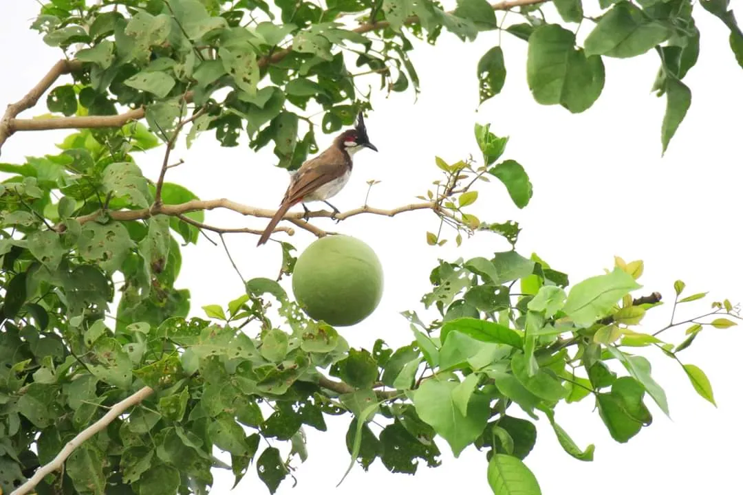  ବୃକ୍ଷର ଡାଳରେ ନିରୋଳାରେ ବସିଛି ପକ୍ଷୀ। (ଫଟୋ: ମନୋଜ ବିଶ୍ୱାଳ, ବାଲେଶ୍ୱର)