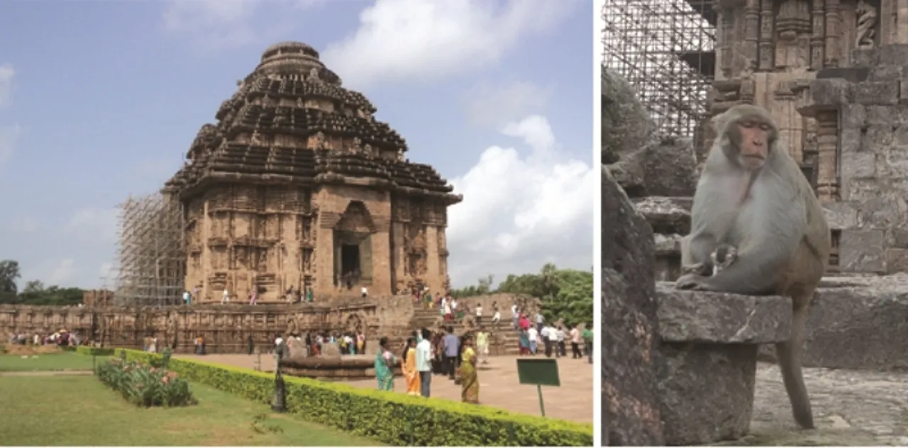  ସୂର୍ଯ୍ୟ ମନ୍ଦିରରେ ବୃଦ୍ଧି ପାଉଛି ମାଙ୍କଡ଼ଙ୍କ ଉପଦ୍ରବ, ପ୍ରତିଦିନ ଆହତ ହେଉଛନ୍ତି ପର୍ଯ୍ୟଟକ