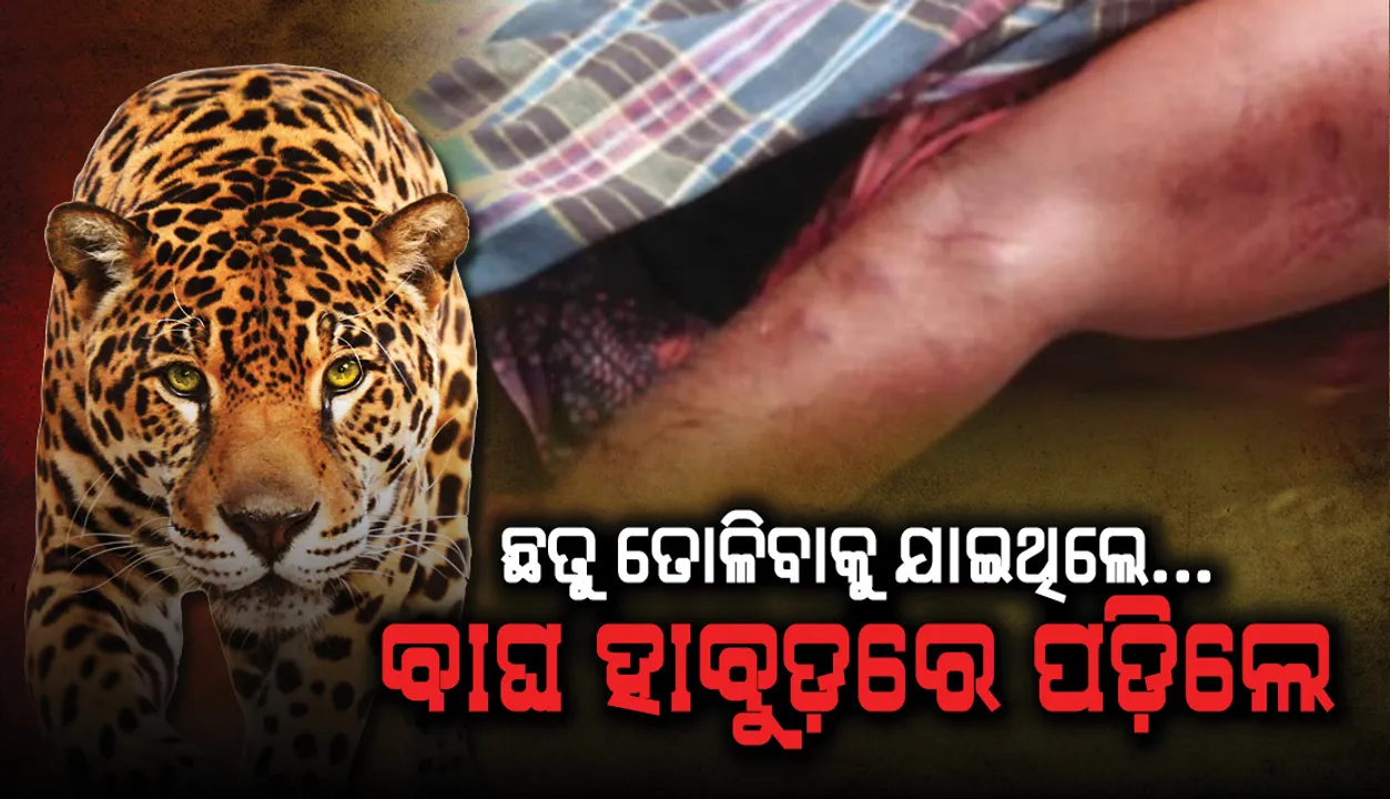  ଛତୁ ତୋଳିବାକୁ ବଣକୁ ଯାଇଥିବା ବେଳେ କଲରାପତରିଆ ବାଘ ହାବୁଡ଼ରେ ପଡ଼ିଲେ, ଆକ୍ରମଣରେ ଗୁରୁତର ଆହତ