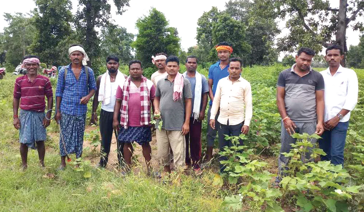  ନୂଆପଡ଼ା ଜିଲ୍ଲାରେ ୨ ହଜାର ହେକ୍ଟର କପା ଚାଷରେ ପୋକ, ଚିନ୍ତାରେ ଚାଷୀ