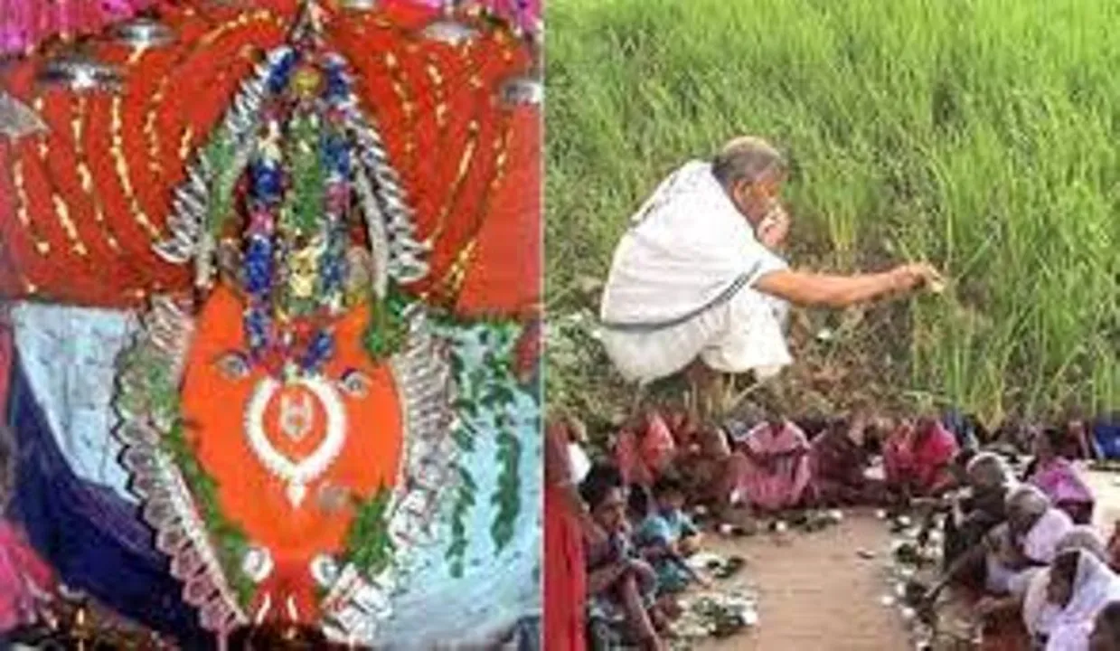  ଆଜି ପଶ୍ଚିମ ଓଡିଶାର ଗଣପର୍ବ, ଏହି ସମୟରେ ନବାନ୍ନଲାଗି ହେଉଛି