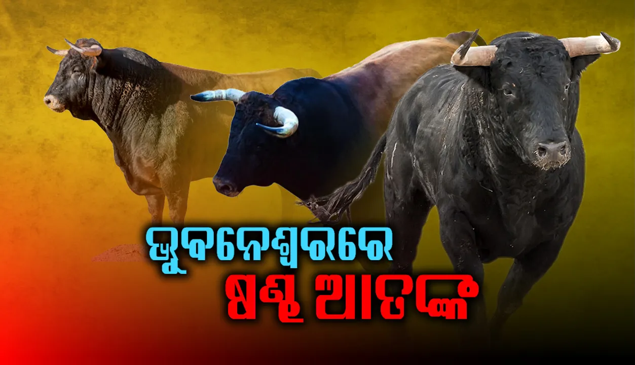  ରାଜଧାନୀରେ ଷଣ୍ଢ ଆତଙ୍କ; ମହିଳା ଓ ଛାତ୍ର ଗୁରୁତର ଆହତ