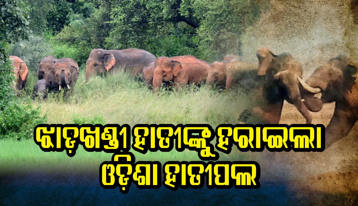  ଝାଡ଼ଖଣ୍ଡୀ ହାତୀଙ୍କୁ ତଡ଼ିଲେ ଓଡ଼ିଶା ହାତୀପଲ, ହାତୀ ଲଢ଼େଇରେ ଓଡ଼ିଶାର ବିଜୟ