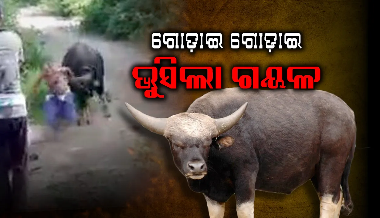  ଗୟଳ ଭୁସିବାରୁ ତିନି ଜଣ ଆହତ