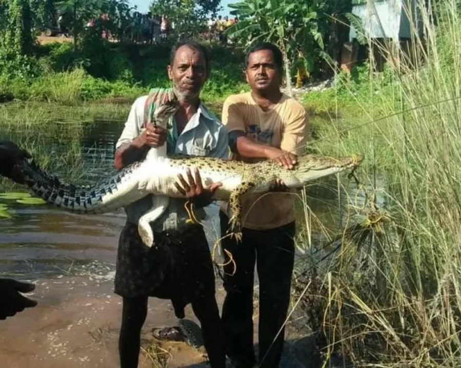  ଯାଜପୁର ସଦରଥାନା ଅଧୀନ ଖରସ୍ରୋତାରୁ କୁମ୍ଭୀର ଉଦ୍ଧାର