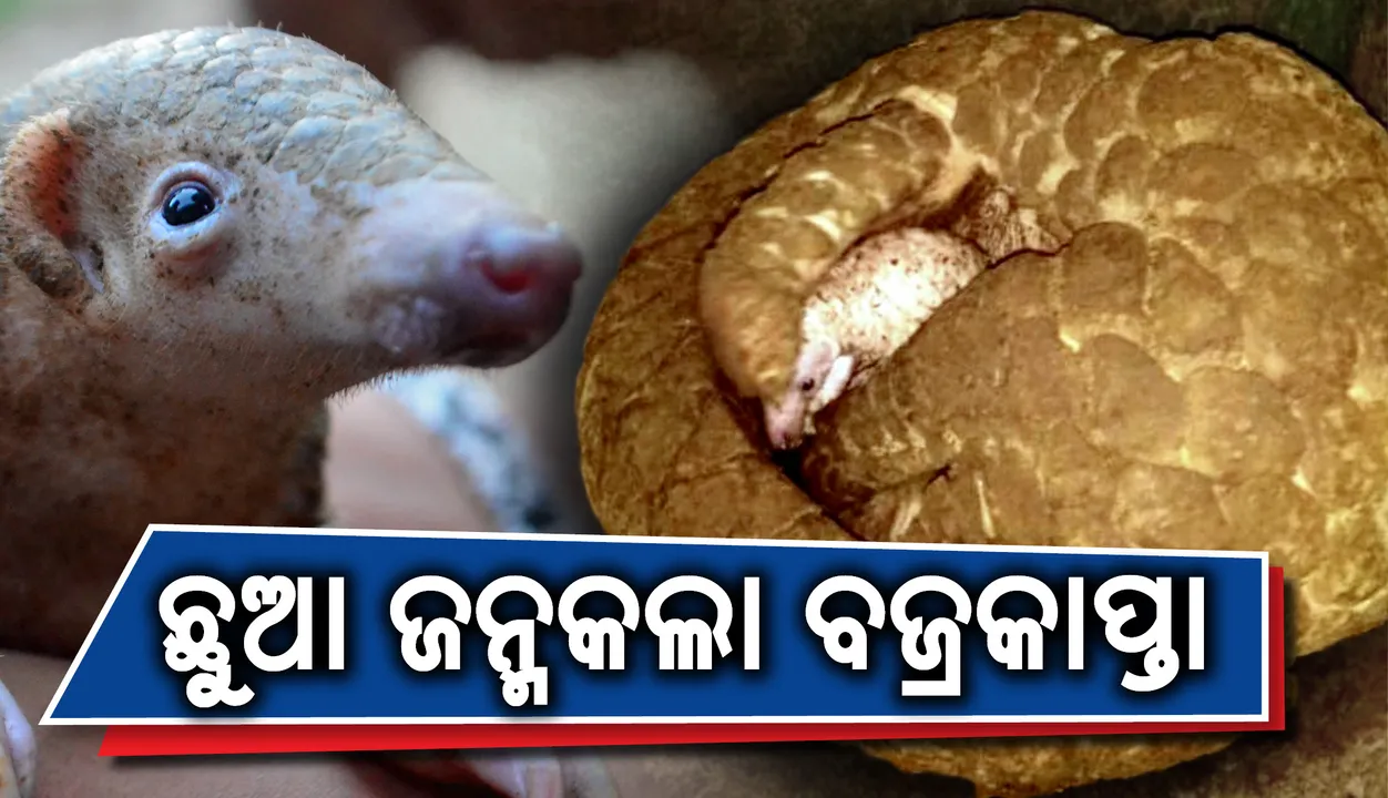  ଛୁଆ ଜନ୍ମକଲା ଉଦ୍ଧାର ହୋଇଥିବା ବଜ୍ରକାପ୍ତା