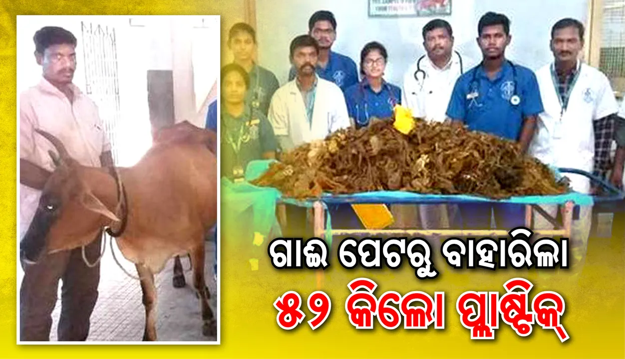  ସାଢ଼େ ୫ ଘଣ୍ଟା ଧରି ହେଲା ଅସ୍ତ୍ରୋପଚାର, ଗାଈ ପେଟରୁ ବାହାରିଲା ୫୨ କିଲୋ ପ୍ଲାଷ୍ଟିକ୍