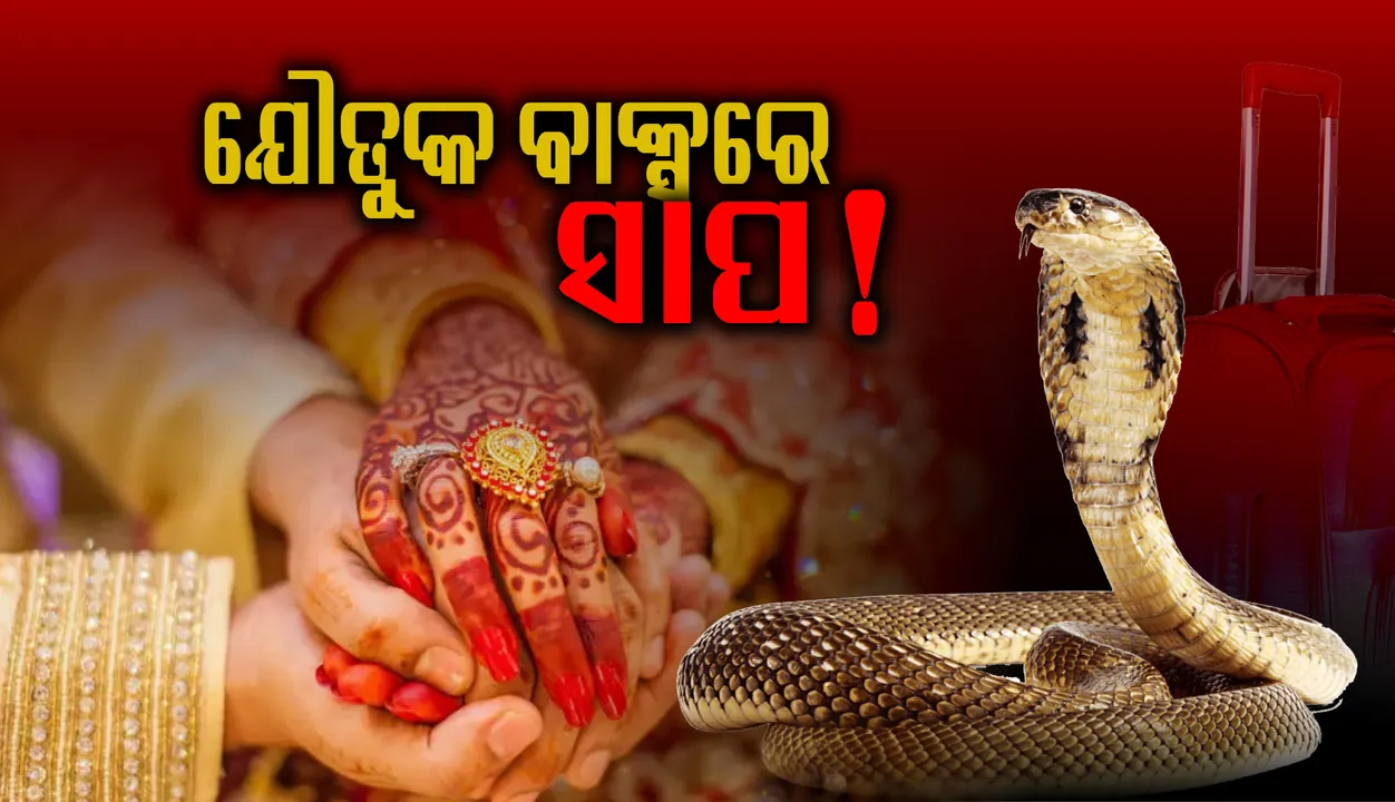  ଝିଅର ଯୌତୁକ ବାକ୍ସରେ ସାପ !