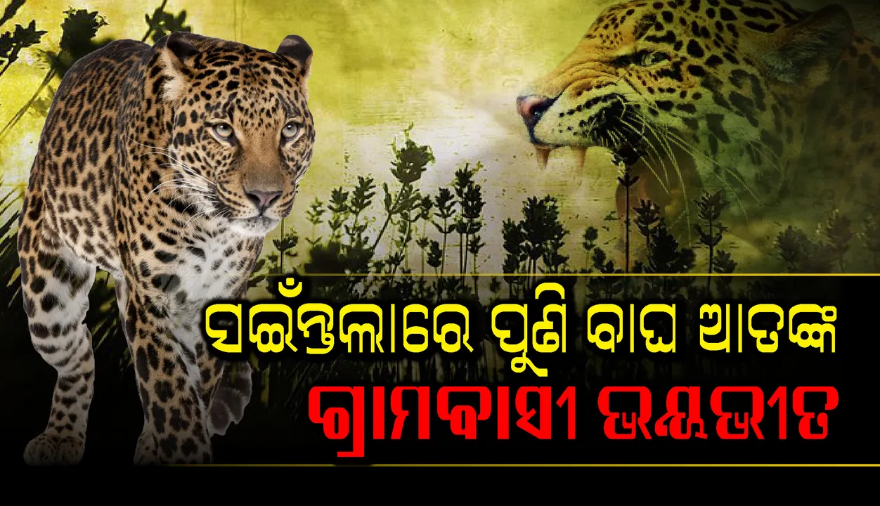  ବଲାଙ୍ଗୀର ଜିଲ୍ଲା ସଇଁନ୍ତଲା ନିକଟ ଗୋଳାବାରୁଦ କାରଖାନା ଅଞ୍ଚଳରେ ପୁଣି ବାଘ ଆତଙ୍କ