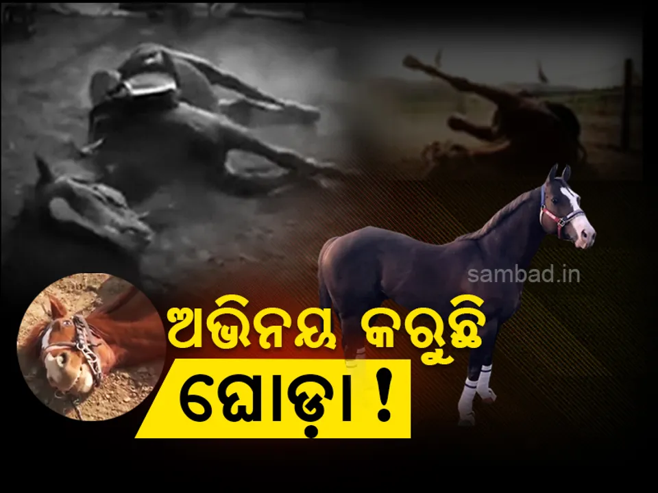  କାମ ନକରିବାକୁ ଚତୁର ଘୋଡ଼ାର ଅଜବ ବାହାନା; ପଶୁଟିଏ ବି କରିପାରେ ଏପରି ଅଭିନୟ! ଭିଡିଓ ଦେଖି ହସି ହସି ବେଦମ୍‌ ହୋଇଯିବେ