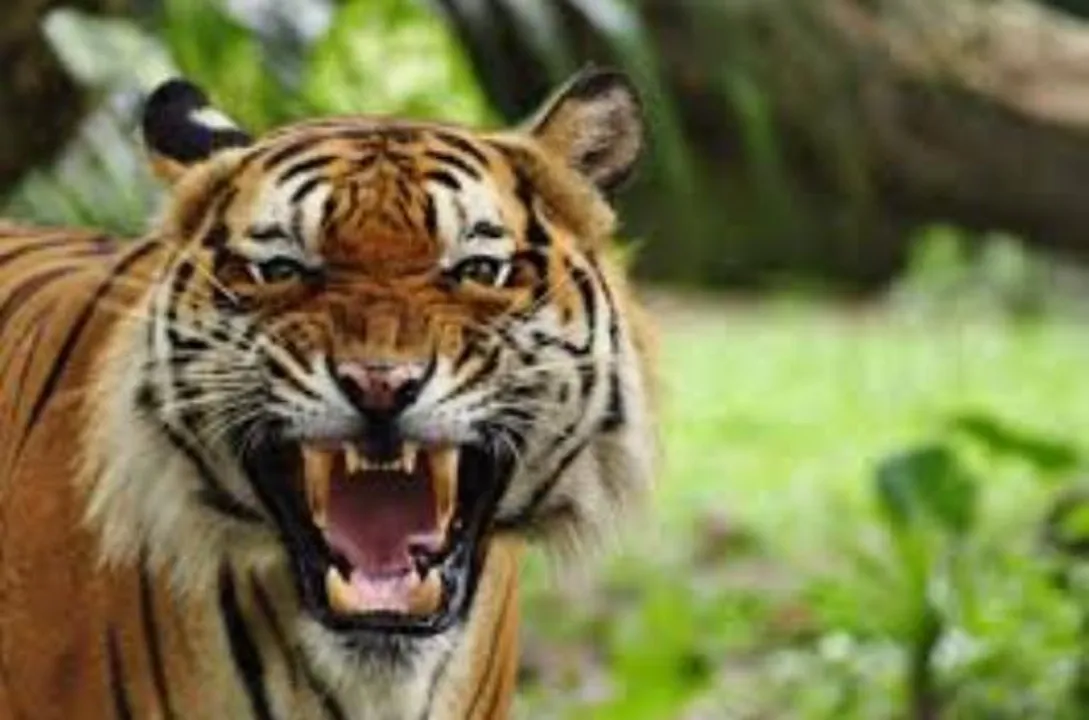  www.tigerfdn.com 