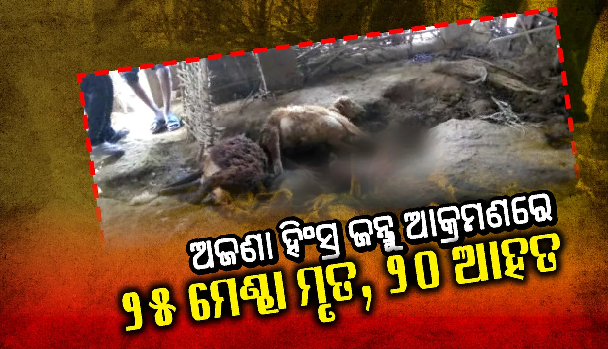  ଅଜଣା ହିଂସ୍ର ଜନ୍ତୁ ଆକ୍ରମଣରେ ୨୫ ମେଣ୍ଢା ମୃତ, ଗୁହାଳରେ ଆହତ ହୋଇପଡ଼ିଛନ୍ତି ଆହୁରି ୨୦