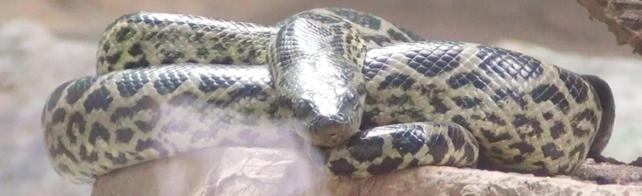  ନନ୍ଦନକାନନରେ ଆନାକୋଣ୍ତା ମୃତ
