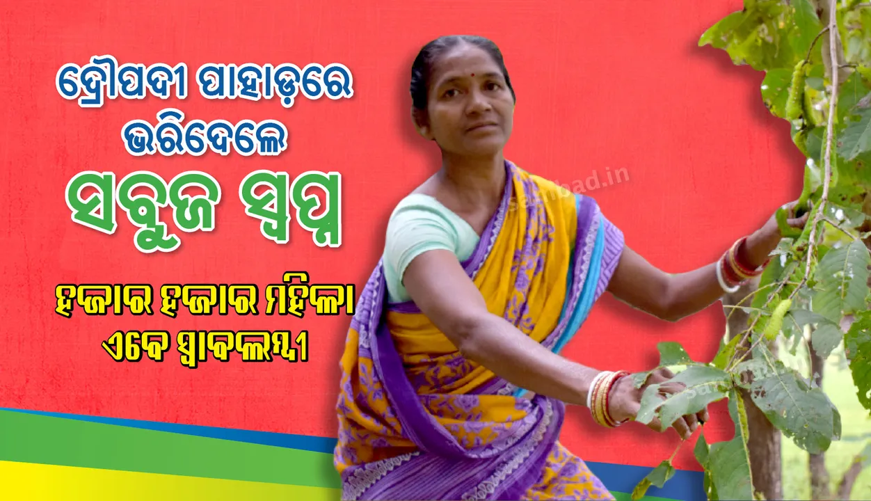 ପ୍ରେରଣାର ଉତ୍ସ ପାଲଟିଛନ୍ତି ଦ୍ରୌପଦୀ : ପାହାଡରେ ଭରିଦେଲେ ସବୁଜ ସ୍ବପ୍ନ