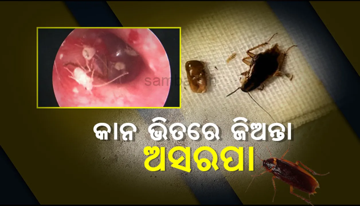  କାନରେ ହେଉଥିଲା ପ୍ରବଳ ଯନ୍ତ୍ରଣା, ଏକ୍ସ-ରେ ପରେ ଜଣାପଡ଼ିଲା ଭିତରେ ଅଛନ୍ତି ୧୦ଟି ଜିଅନ୍ତା ଅସରପା