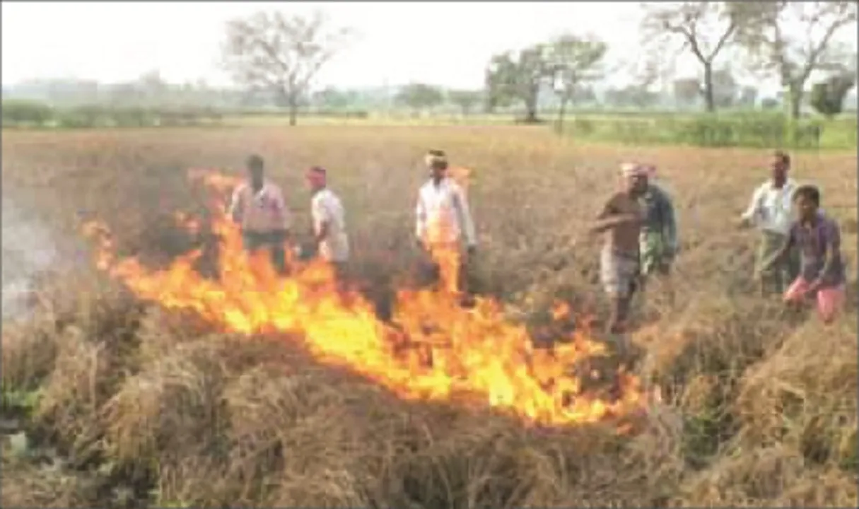  ସୁବର୍ଣ୍ଣପୁର : ଚକଡ଼ା ପାଇଁ ଫସଲରେ ନିଆଁ ଲଗାଇଲେ ଚାଷୀ
