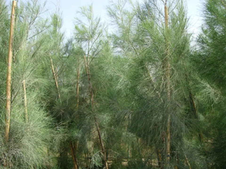  www.terraforma.ae 