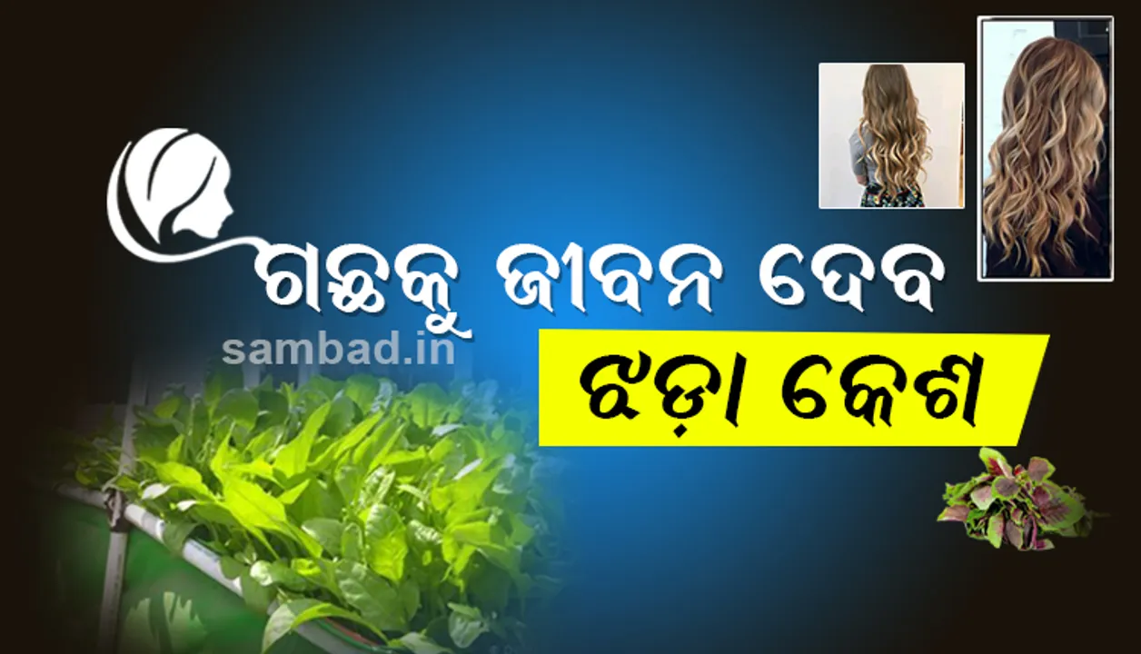  ଝଡିଥିବା କେଶରୁ ଉର୍ବରକ ସୃଷ୍ଟି କଲେ ଦୁଇ ଛାତ୍ରୀ, ସାର ଅପେକ୍ଷା ଦେଲା ଅଧିକ ଫଳ