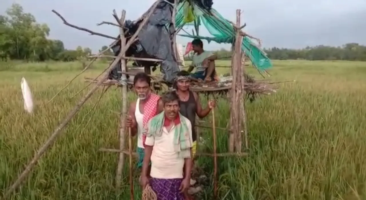  ଟାଙ୍ଗୀରେ ବଢୁଛି ବାର୍‌ହା ଉପଦ୍ରବ : ଫସଲର ସୁରକ୍ଷା ପାଇଁ ଘର ଛାଡ଼ି ବିଲରେ ଚାଷୀ ପରିବାର