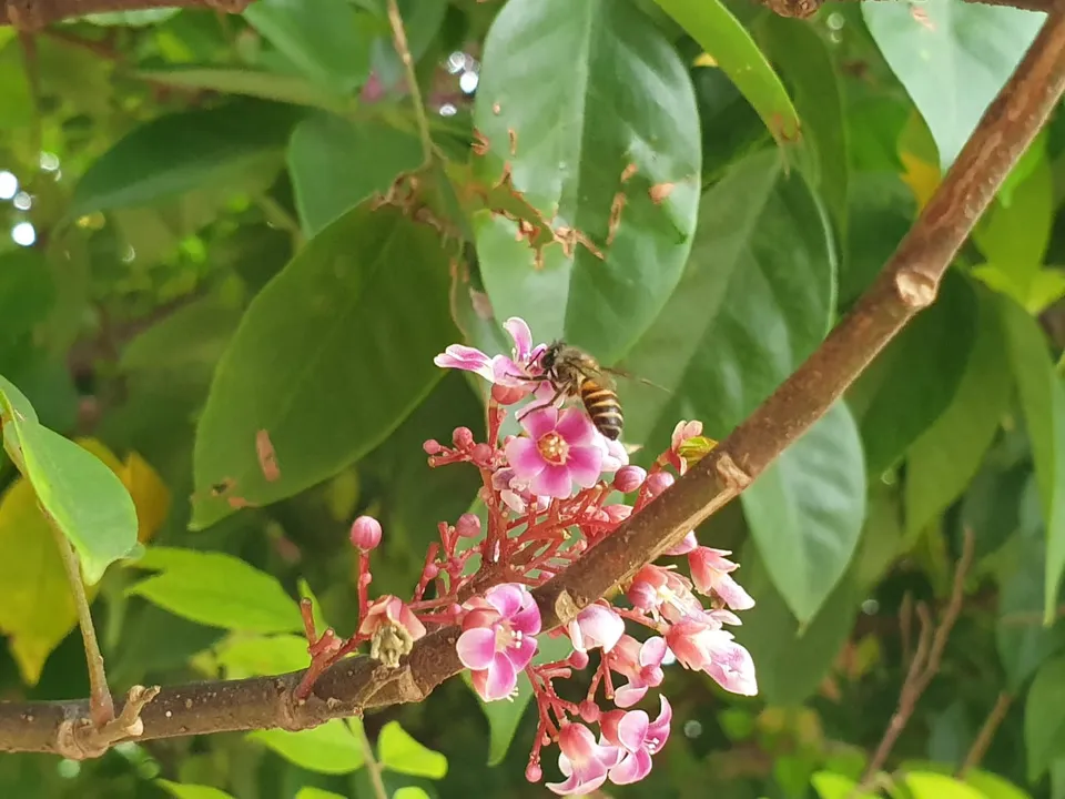  ମହୁ ସଂଗ୍ରହରେ ବ୍ୟସ୍ତ...! (ଫଟୋ: ସୁଜିତ, ନାଲକୋନଗର)