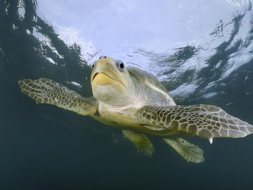  worldwildlife 